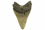 Fossil Megalodon Tooth - North Carolina #328249-2